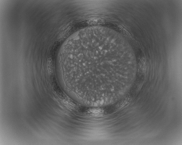 X0000055990659200509092021