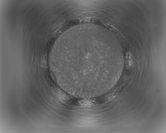 X0000055990661200509092021