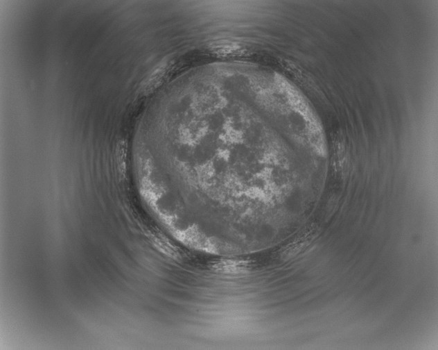 X0000055990664200509092021