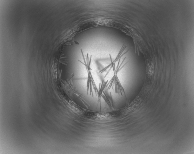 X0000055990666200509092021