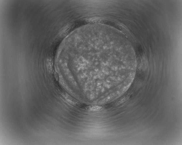 X0000055990669200509092021