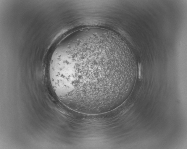 X0000055990723200509092018