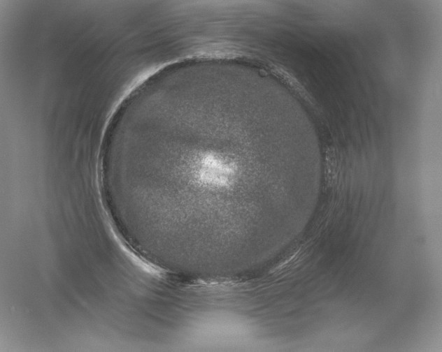 X0000055990726200509092019