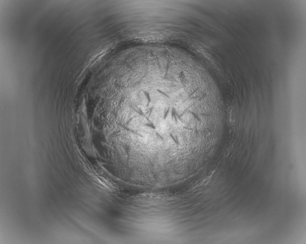 X0000055990733200509092019