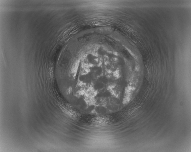 X0000055990745200509092019