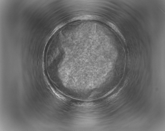 X0000055990845200509092017