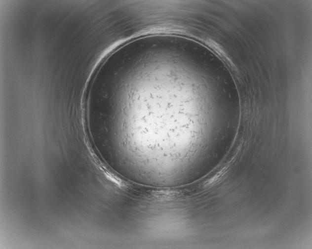 X0000055990854200509092017