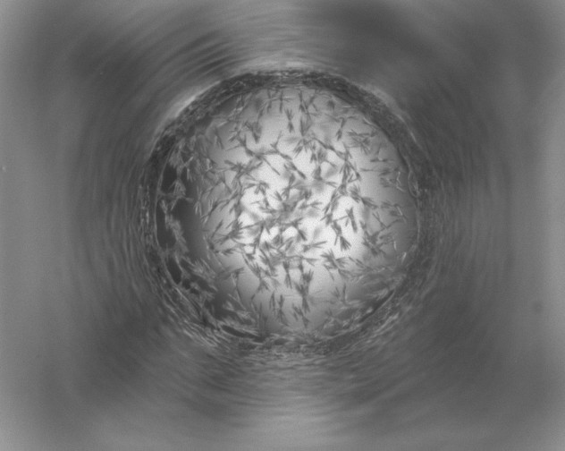 X0000055990871200509092017