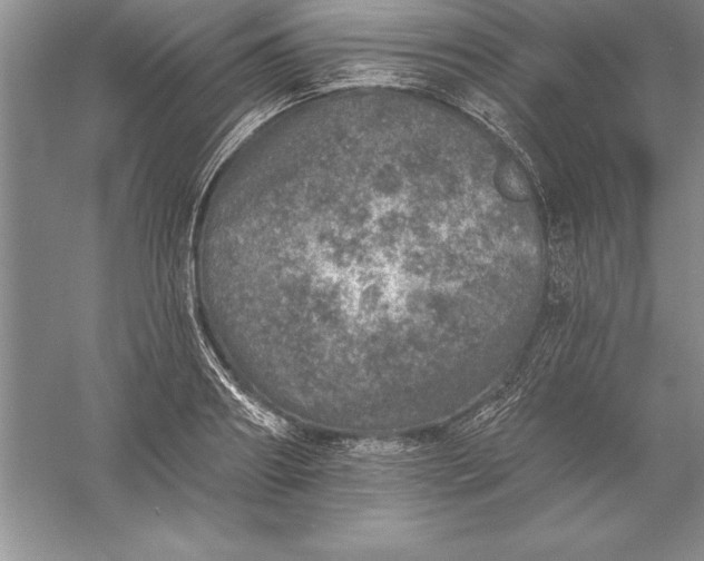 X0000055990890200509092016