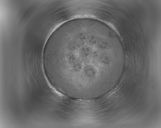 X0000055990895200509092016