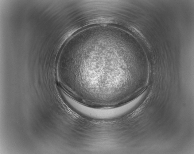 X0000055991081200509092013