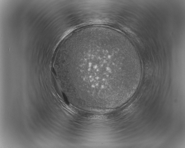 X0000055991170200509092012