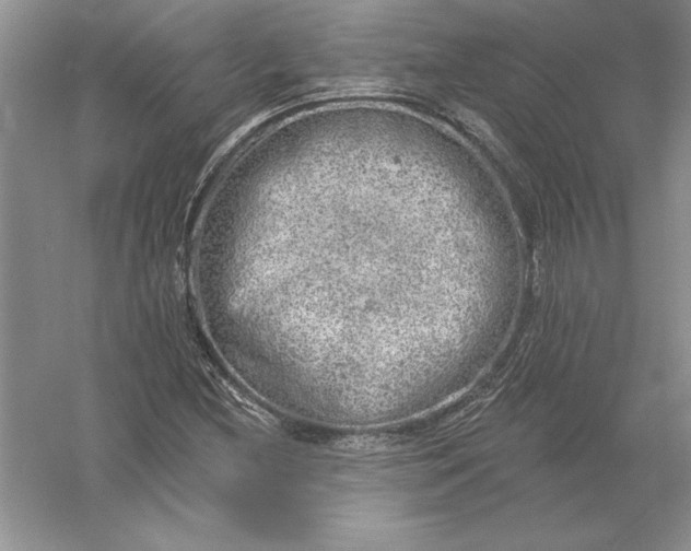 X0000055991212200509092010