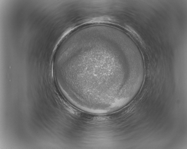 X0000055991224200509092011