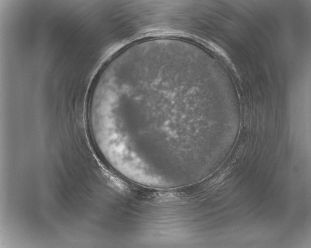 X0000055991231200509092011