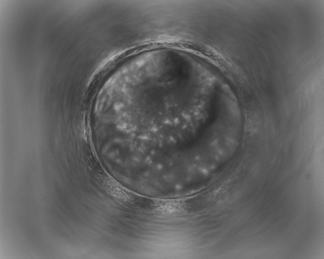 X0000055991262200509092010