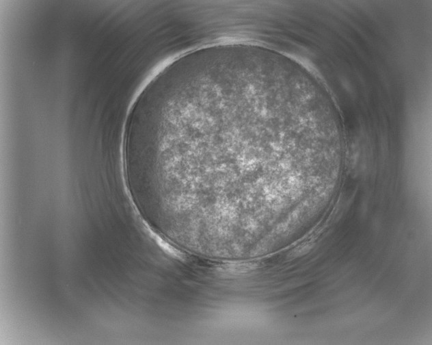 X0000055991294200509092009