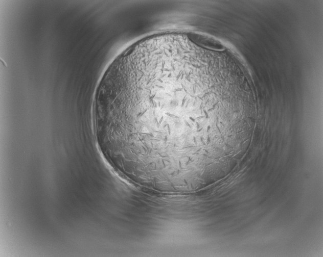 X0000055991295200509092009