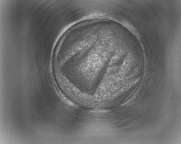 X0000055991296200509092009