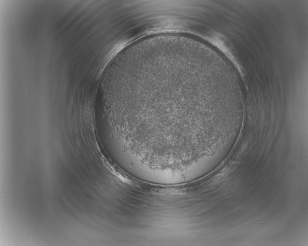 X0000055991337200509092009