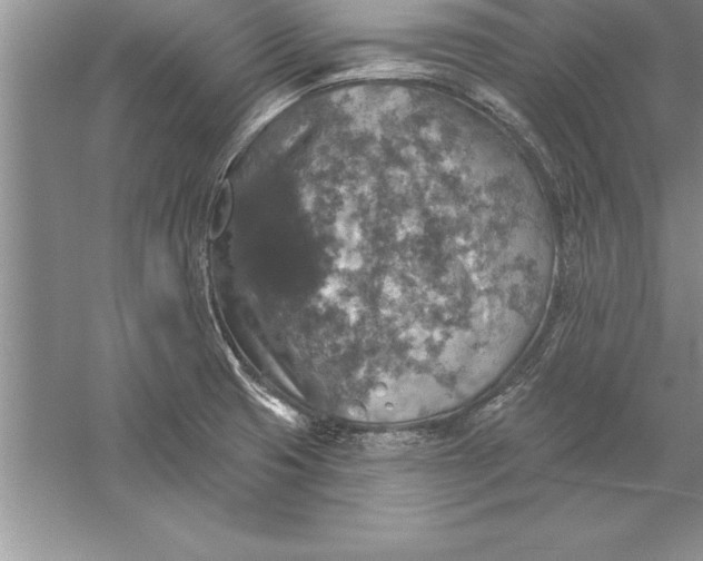 X0000055991425200509092007