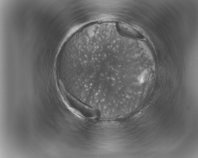 X0000055991429200509092008