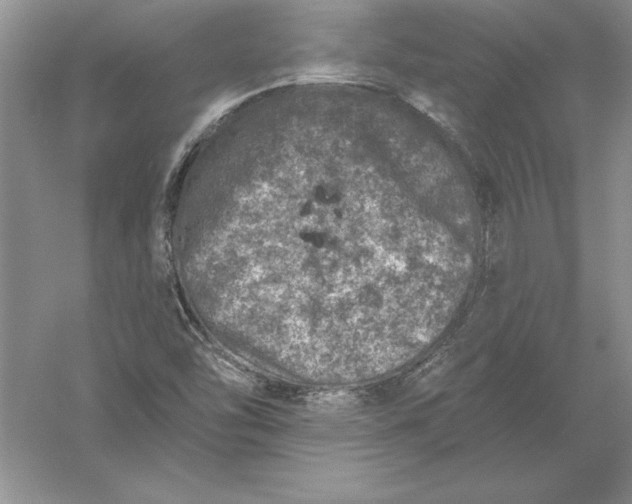 X0000055991454200509092007