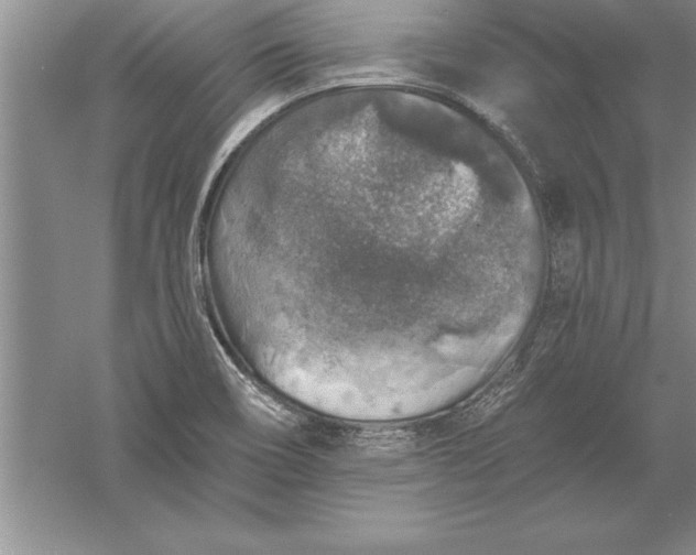 X0000055991466200509092006