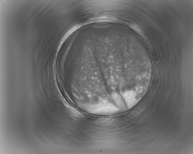 X0000055991474200509092006