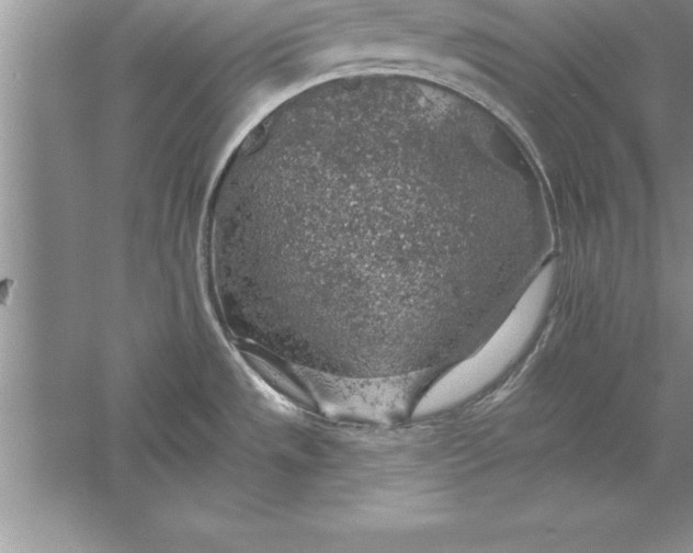 X0000055991533200509092006