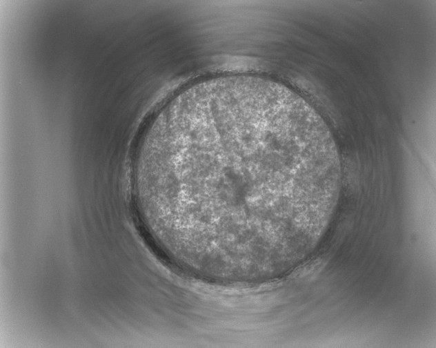 X0000055990016200509162303