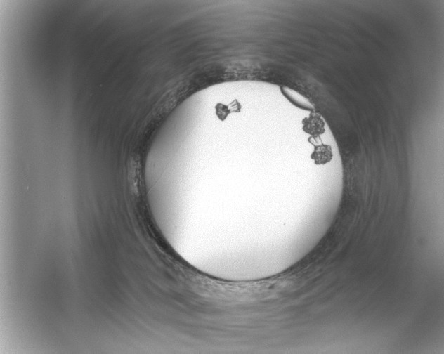 X0000055990038200509162303