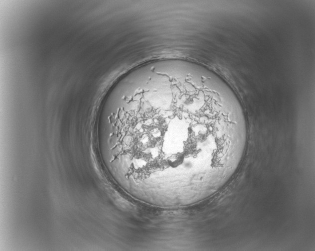 X0000055990145200509162300