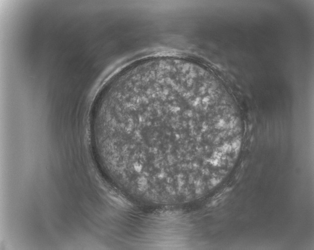 X0000055990247200509162259