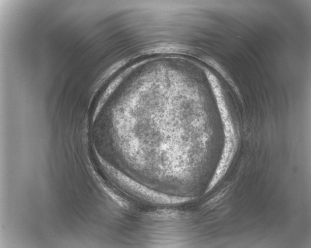 X0000055990437200509162255