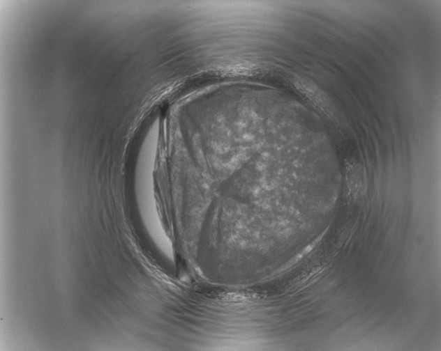 X0000055990494200509162255