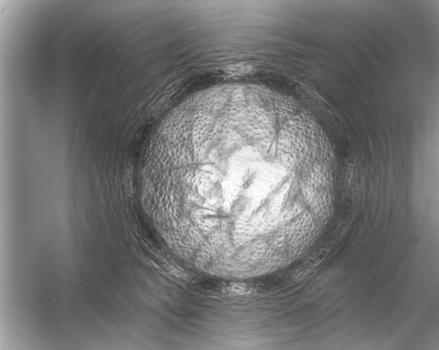 X0000055990565200509162254