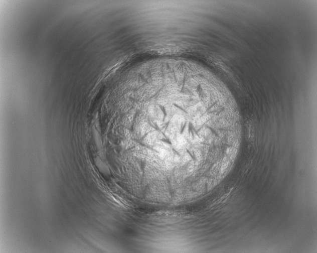 X0000055990733200509162251