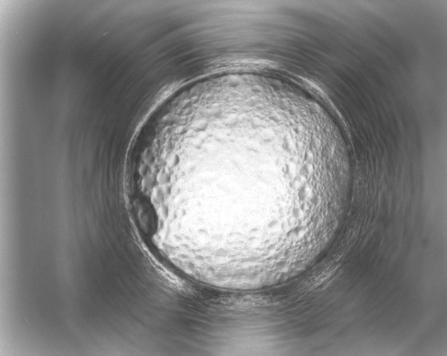 X0000055990851200509162249