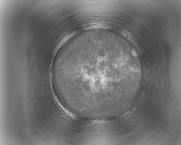 X0000055990890200509162248