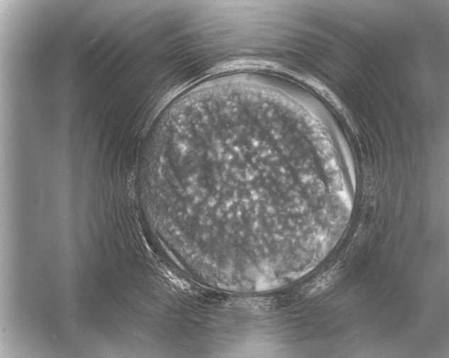 X0000055990953200509162248