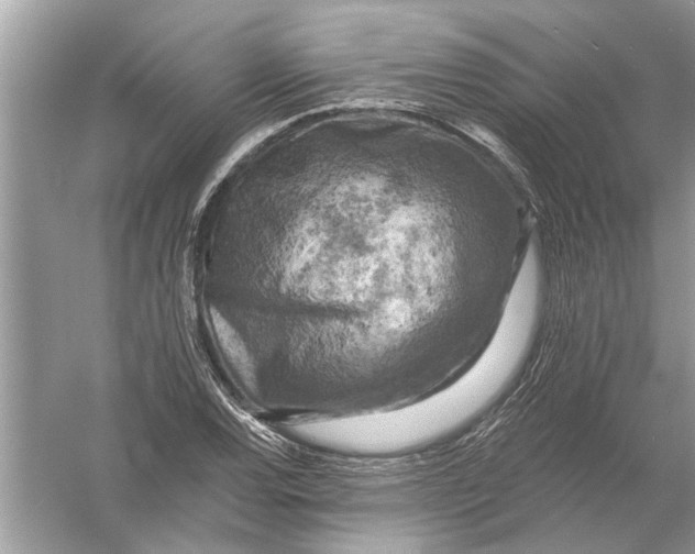 X0000055991120200509162244