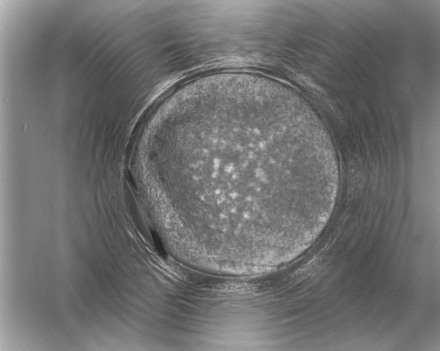 X0000055991170200509162244