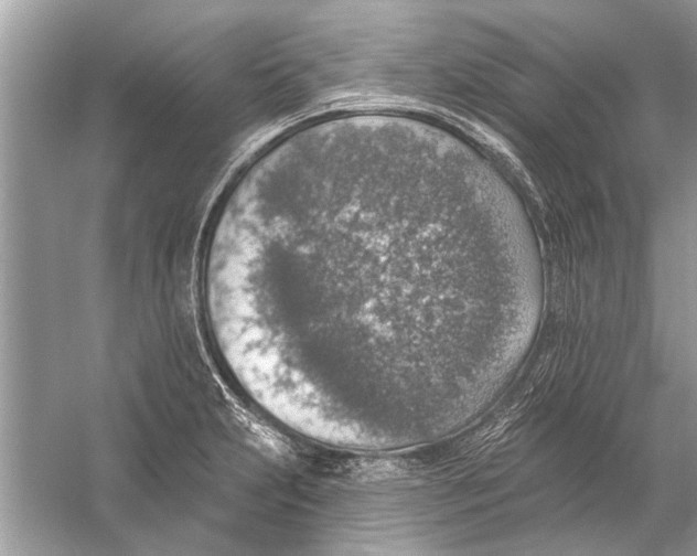 X0000055991231200509162243