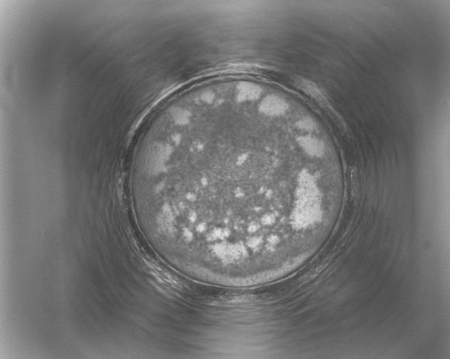 X0000055991260200509162242