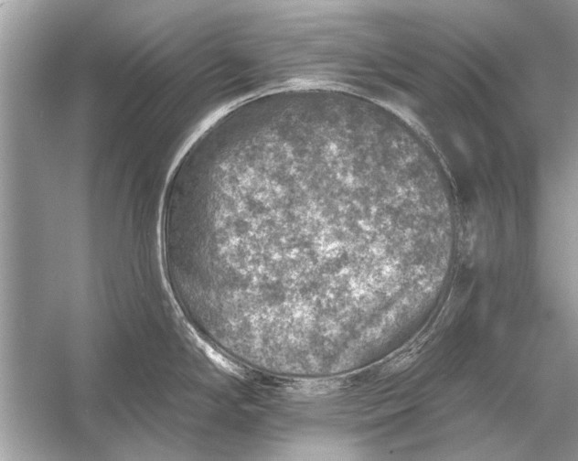 X0000055991294200509162242