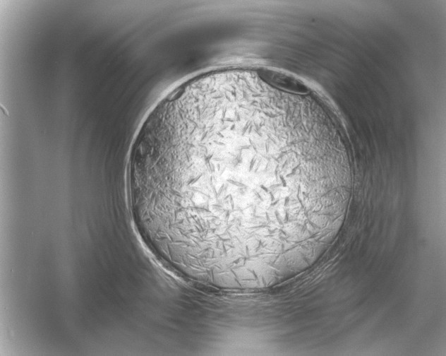 X0000055991295200509162242