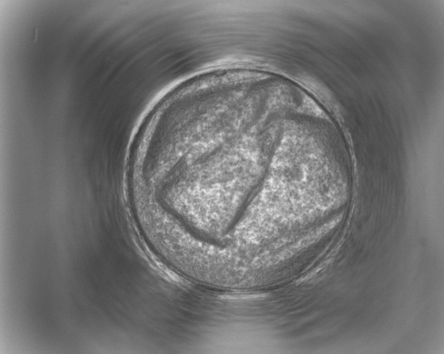 X0000055991296200509162242