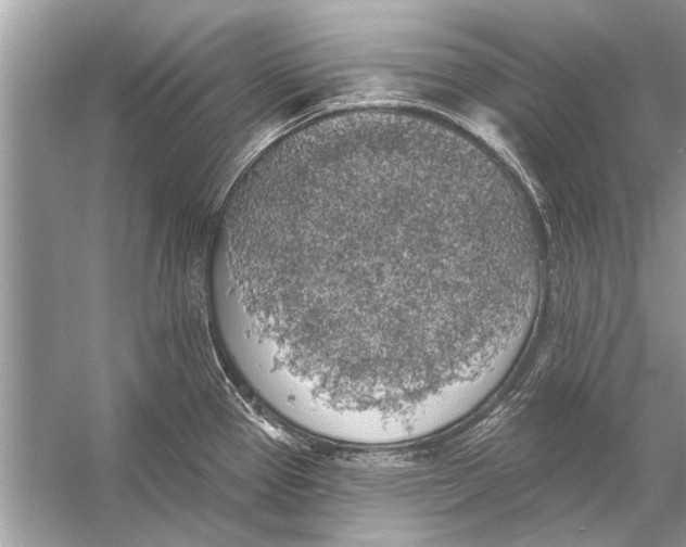 X0000055991337200509162241