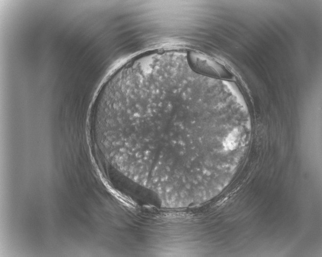 X0000055991429200509162240